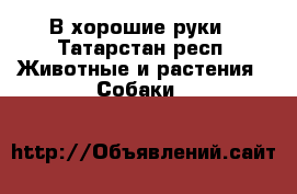 В хорошие руки - Татарстан респ. Животные и растения » Собаки   